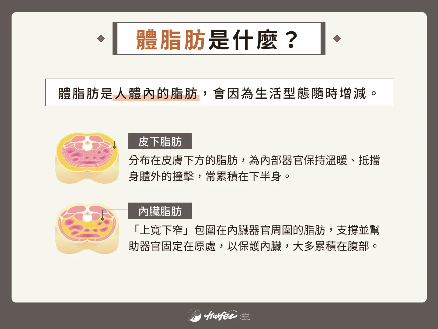 體脂肪率多少才標準？分享男女體脂肪標準、2種減脂方法- Harfez Fitness 力宴健身