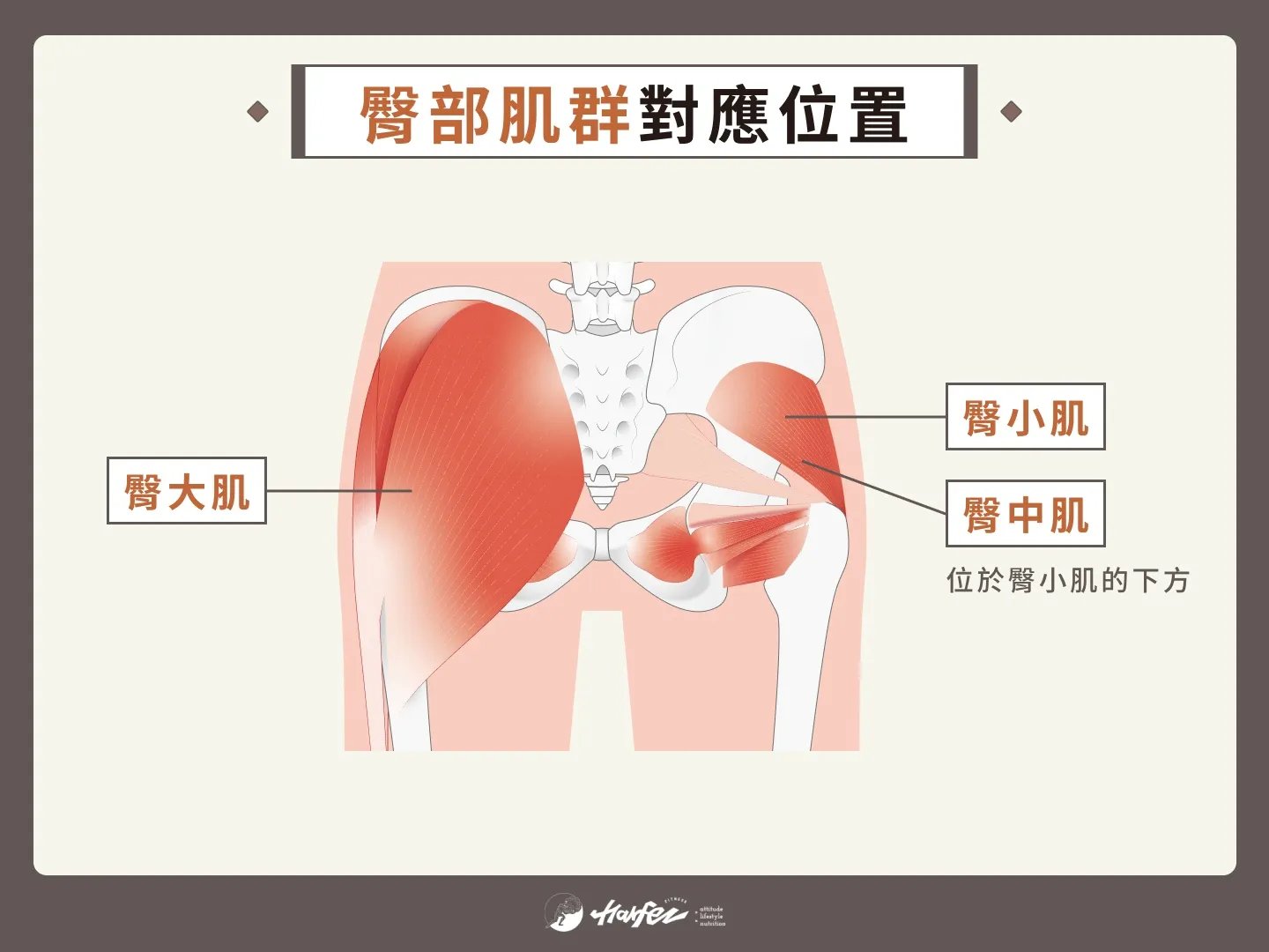 臀部肌群對應位置